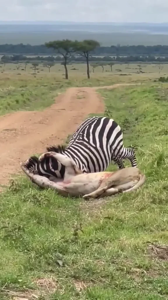 ببینید؛ فرار شگفت‌انگیز گورخر از چنگال شیر ماده