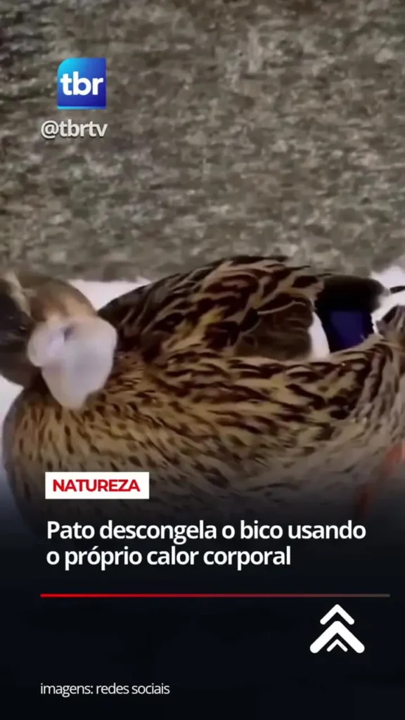 تصاویری از اردکی با منقار یخ‌زده