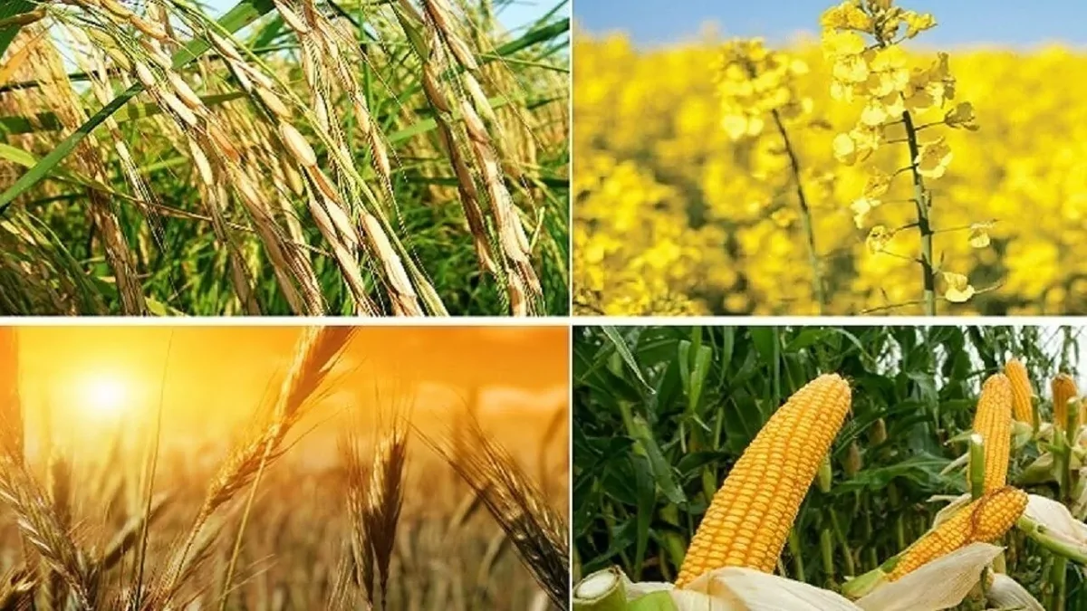 دولت بدنبال روش‌های جایگزین خرید تضمینی گندم