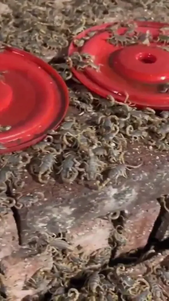 هر لیتر زهر عقرب، ۱۰ میلیون دلار!