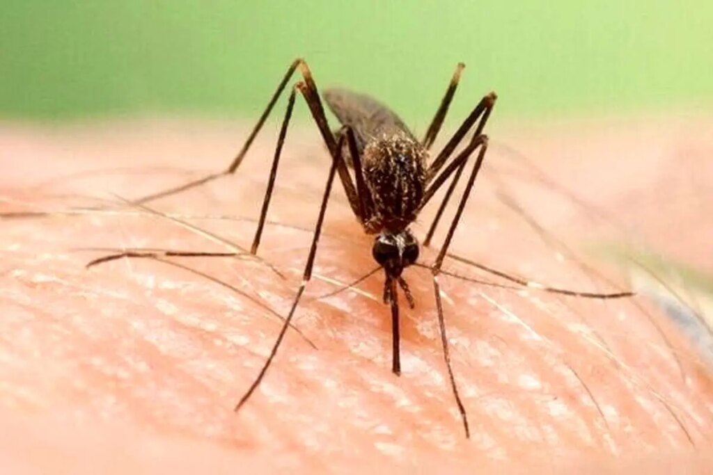 شیوع تب دنگی در هرمزگان: 138 مورد ثبت شد