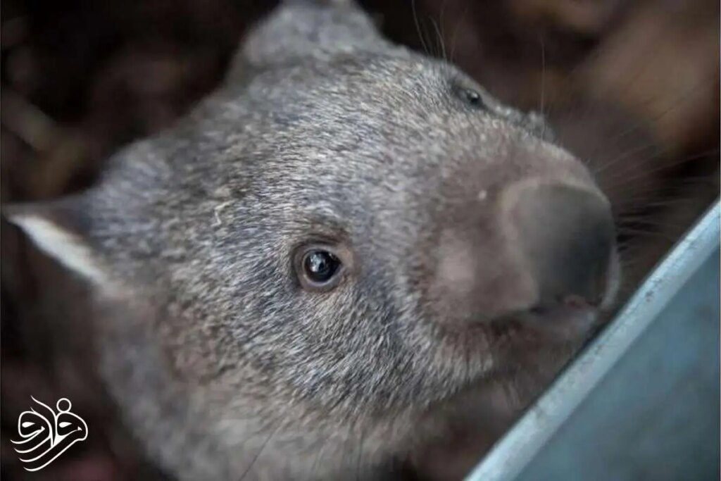 تولد تاریخی وومبت پوزه پشمی در دل طبیعت