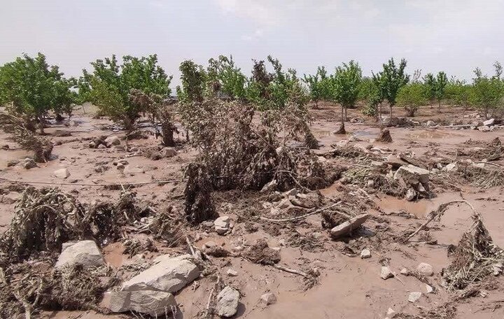 1.5 حمات غرامت به کشاورزان خسارت دیده پرداخت شد