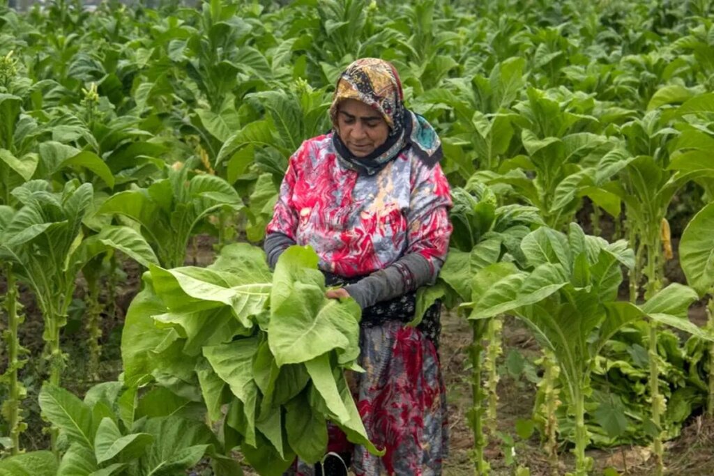 تصاویر; برداشت تنباکو در گلستان