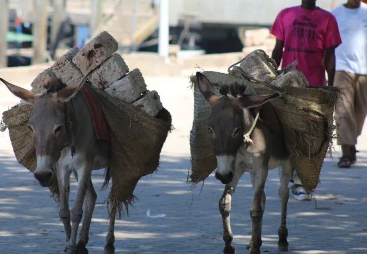 اقتصاد الاغ‌ها؛ چرا چین بر الاغ‌های آفریقا سلطه دارد؟