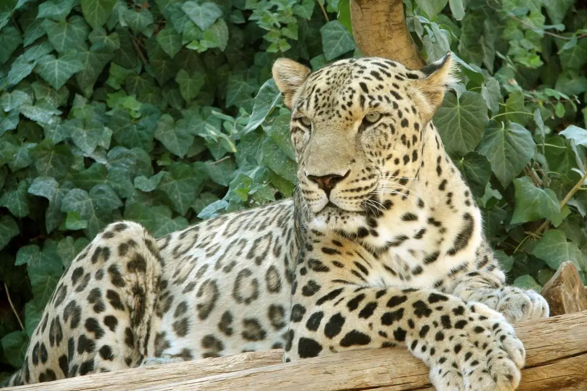 تلف شدن ببر «ونداد» در سافاری الیمالات / علت مرگ در دست بررسی