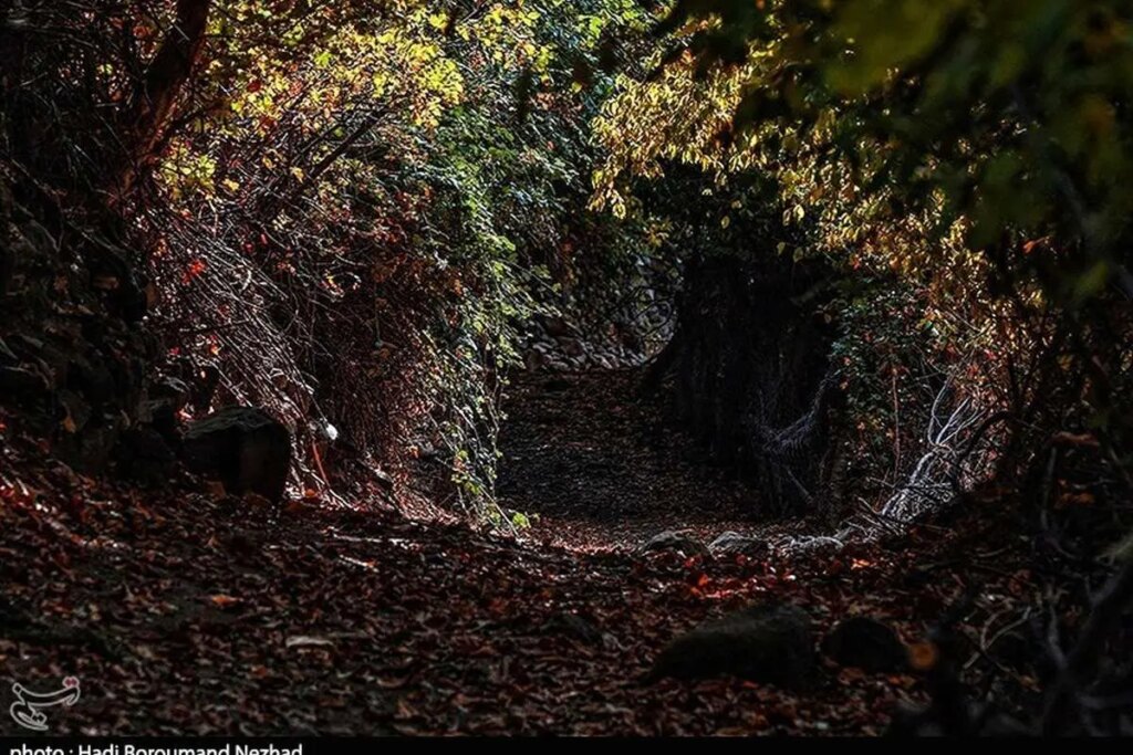 تصاویر; طبیعت پاییزی قره داغ