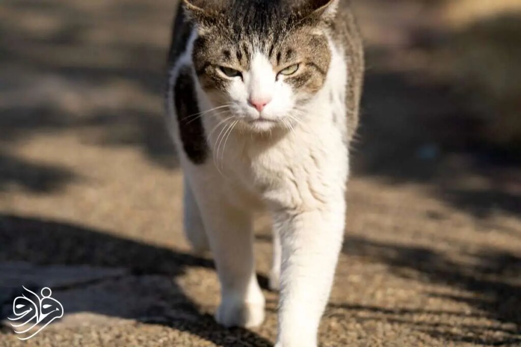 چرا گربه های خانگی اخیراً حشرات و عنکبوت ها را شکار می کنند؟