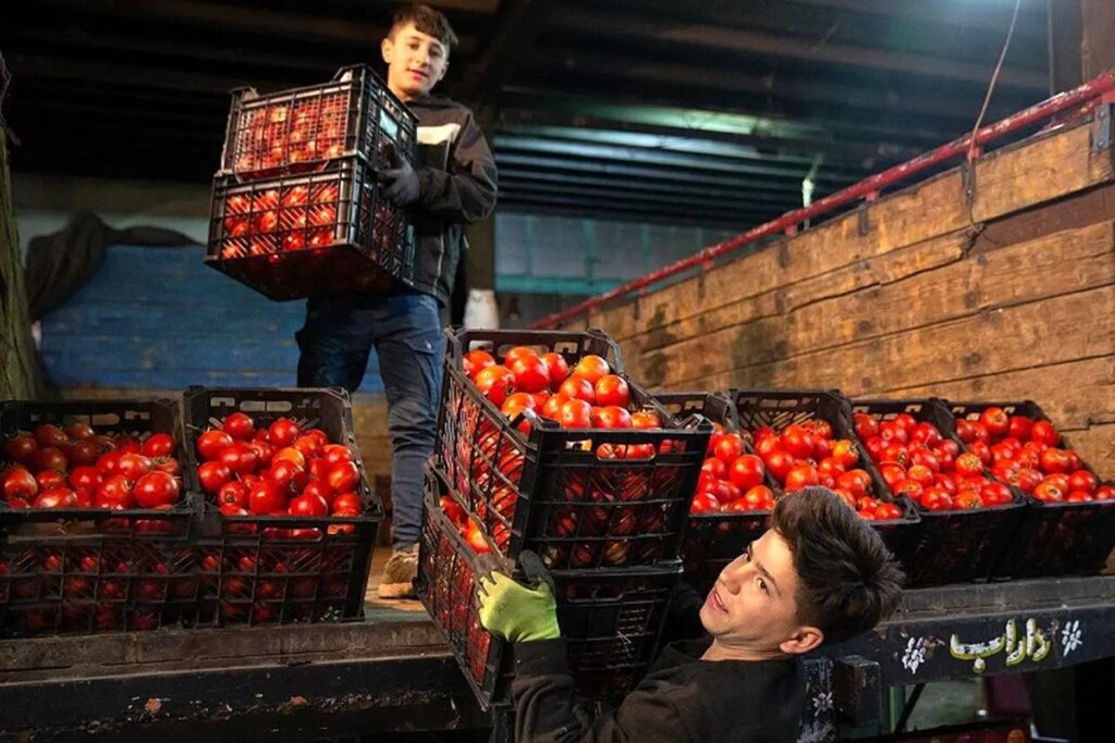 چرا گوجه فرنگی گران شد؟