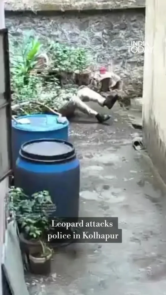 ببینید؛ حمله پلنگ به نیروی پلیس در هند