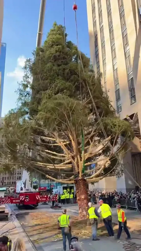 ببینید؛ درخت کریسمس مرکز راکلفر در نیویورک نصب شد