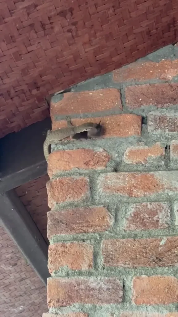 ببینید؛ شکار خفاش روی دیوار توسط یک مارمولک