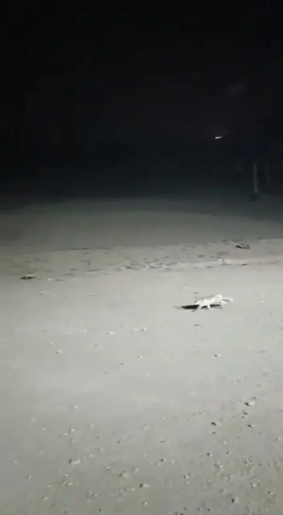 تصویری دل‌انگیز از بارش نخستین برف پاییزی در تهران