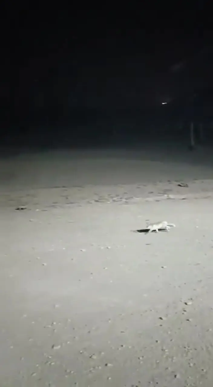 تصویری دل‌انگیز از بارش نخستین برف پاییزی در تهران