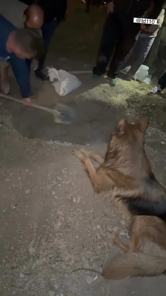 تیدا، سگ محبوب شبکه‌های اجتماعی و فیلم‌های سینمای مُرد