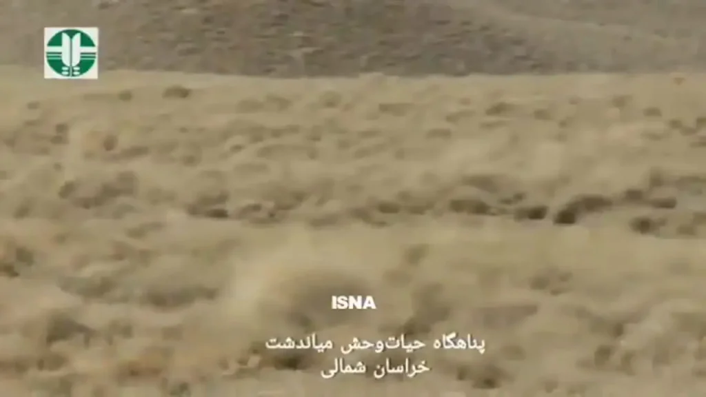 ثبت تصویر پنج یوزپلنگ آسیایی در پناهگاه میاندشت خراسان شمالی