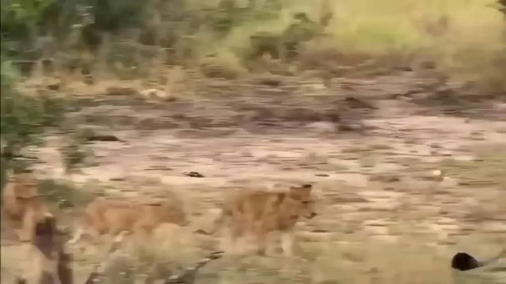 خواب عمیق شیر ماده تا یک قدمی له شدن زیر پای فیل‌ها