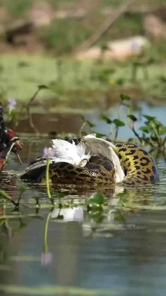 شکار حواصیل نگون‌بخت توسط آناکوندای غول‌پیکر