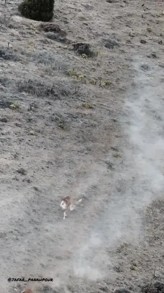 عبور گله‌های قوچ اوریال در پارک ملی گلستان