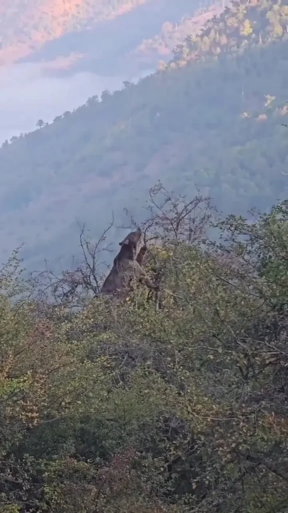 غذا خوردن خرس قهوه‌ای در جنگل‌های هیرکانی