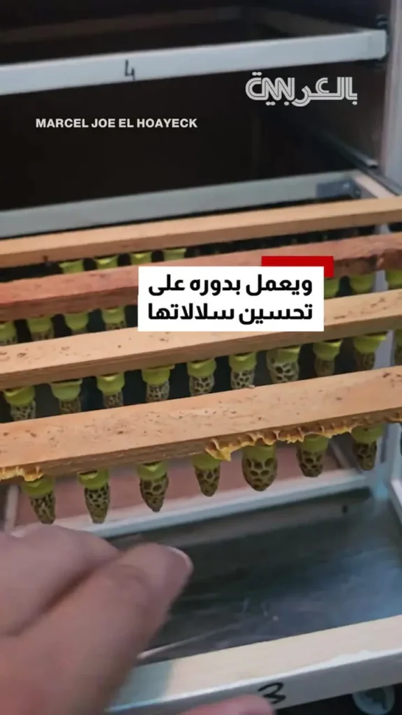 مردی که ۱۲ کیلو زنبور را در دست می‌گیرد