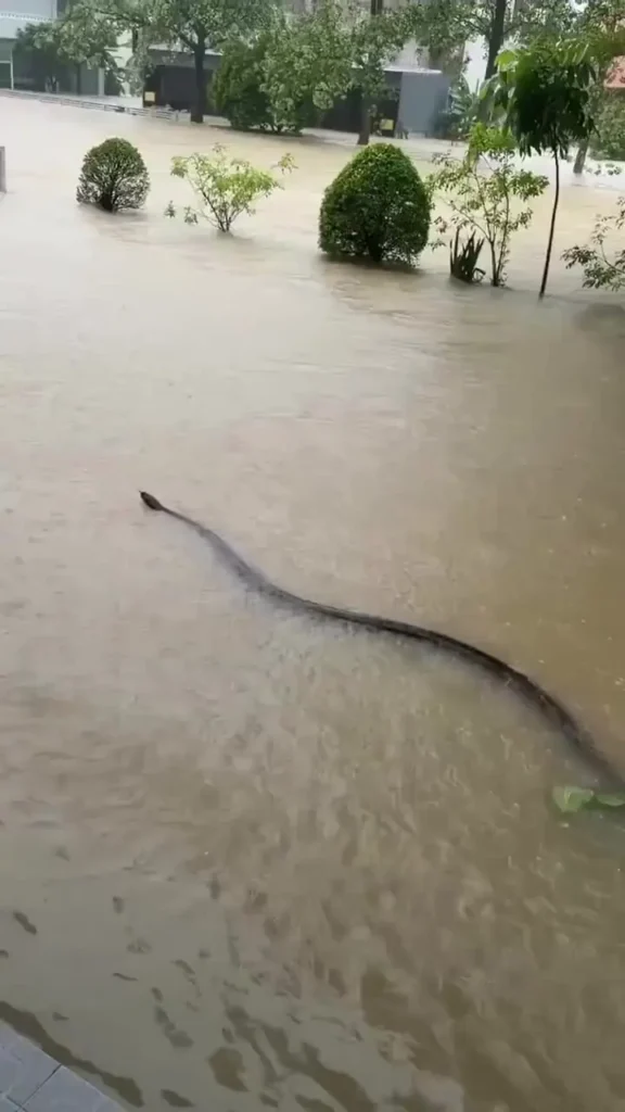 مهمان غول‌پیکری که سیل برای مردم تایلند آورد