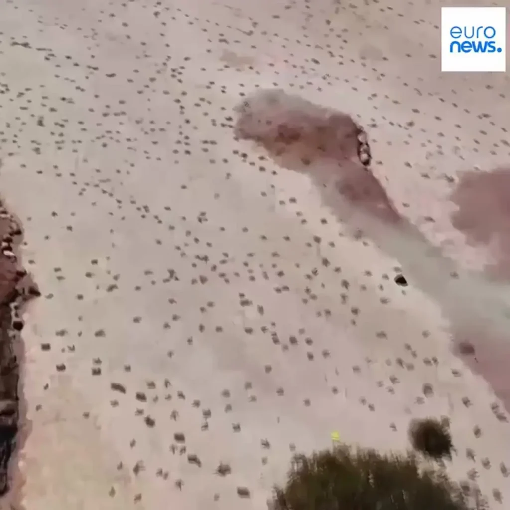 16هزار فسیل ردپا، راز رفتار دایناسورها را فاش کرد