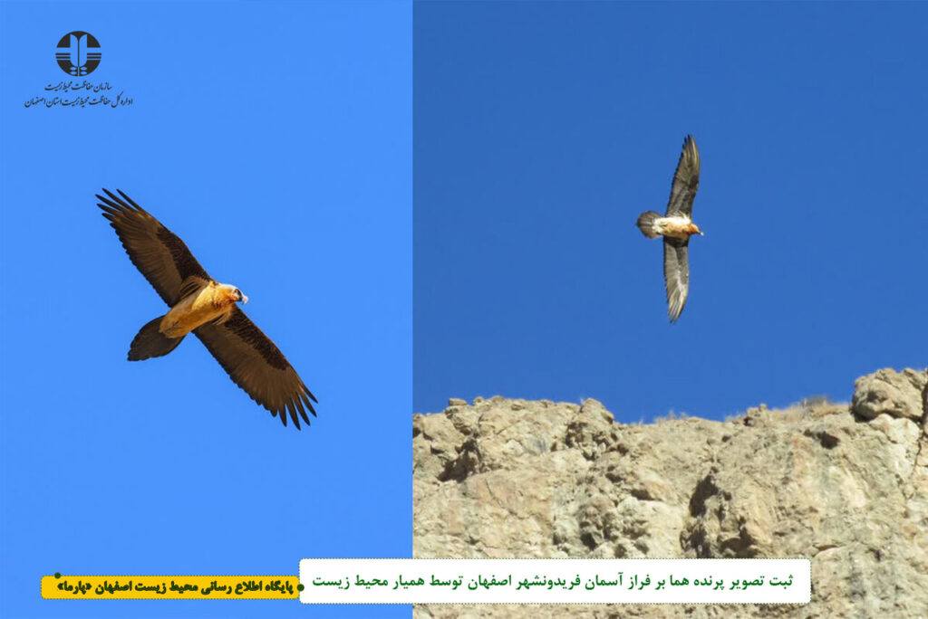 ثبت تصویر پرنده هما بر فراز آسمان اصفهان