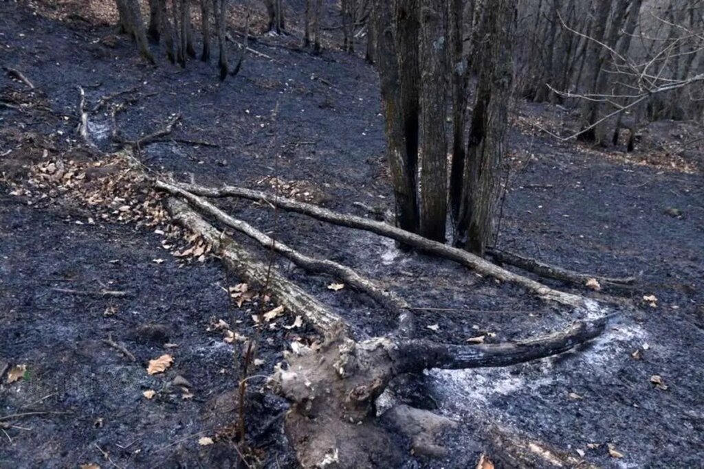 تصاویر; مهار آتش سوزی جنگل های دیزمار قره داغ