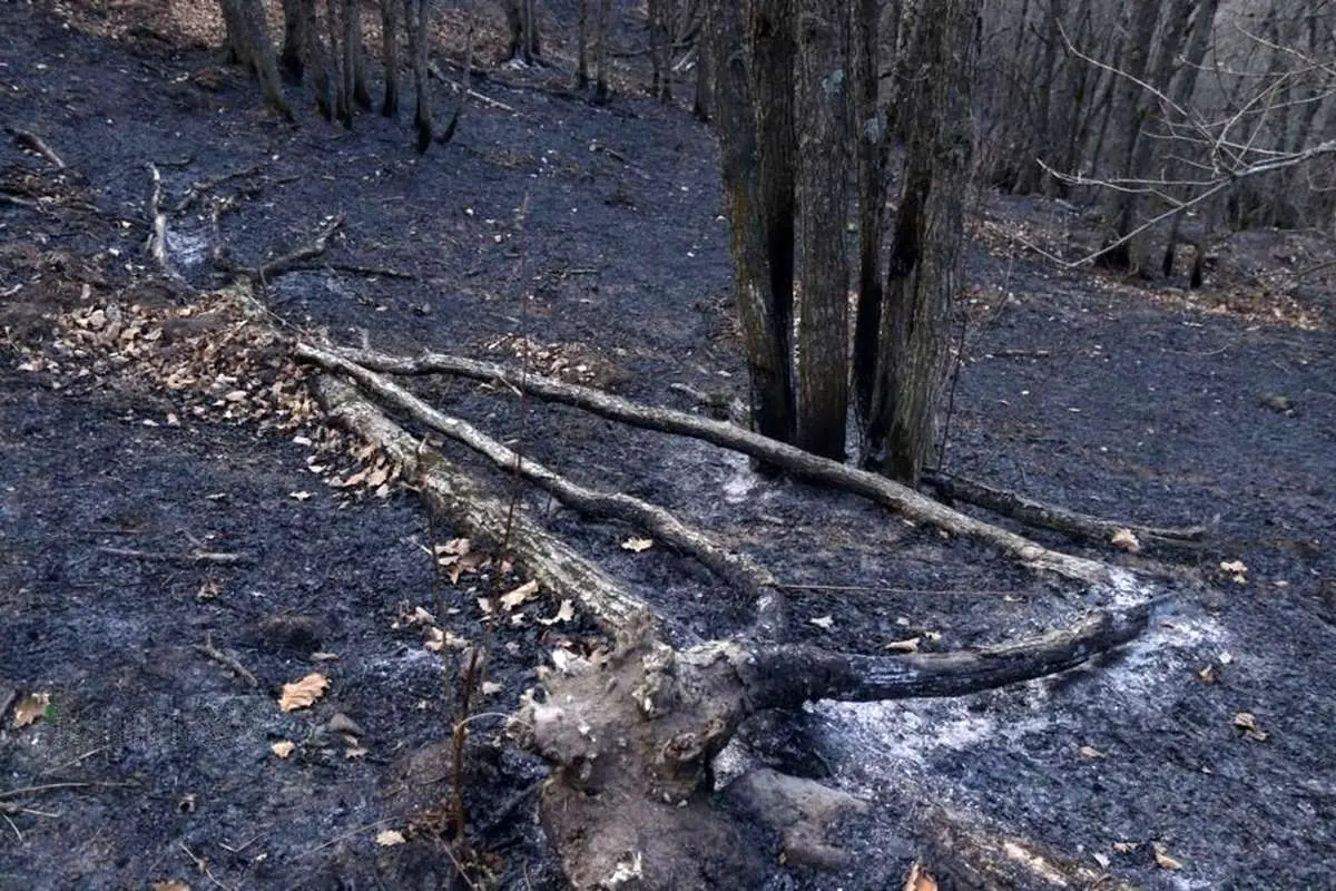 تصاویر; مهار آتش سوزی جنگل های دیزمار قره داغ