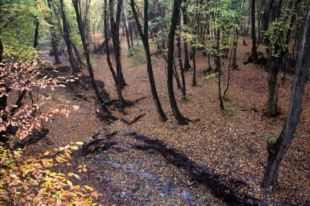 تصاویر; باران پاییزی در جنگل هیرکانی النگدره