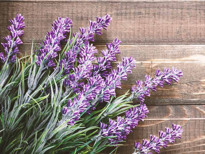 مضرات، فواید و خواص اسطوخودوس چیست و چه فوایدی دارد؟ + استفاده از روغن اسطوخودوس