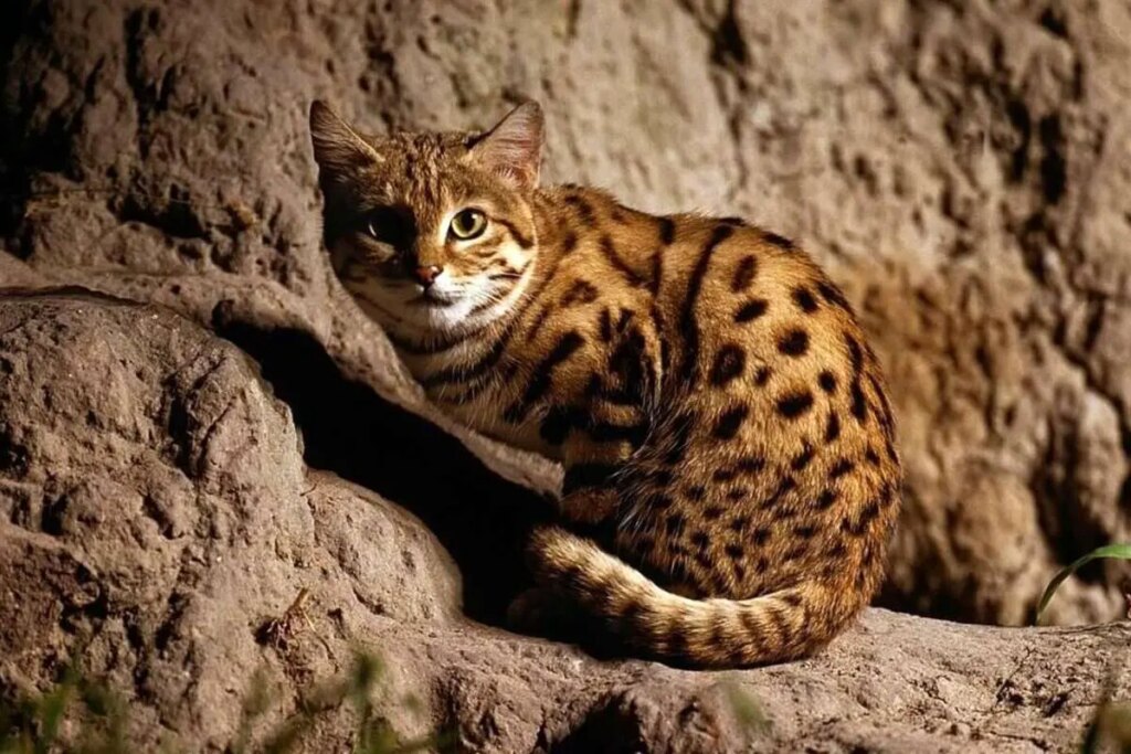 جایگاه برخی موضوعات در تمدن باستان