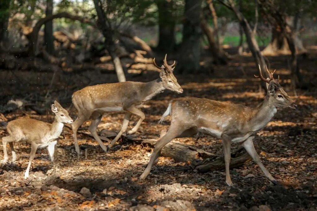 تصاویر; گوزن زرد ایرانی در دل دشت ناز