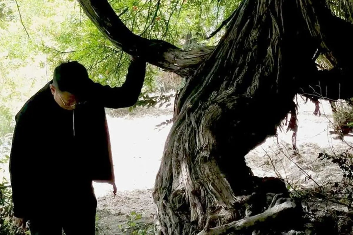 (عکس) قدیمی ترین درخت انگور دنیا