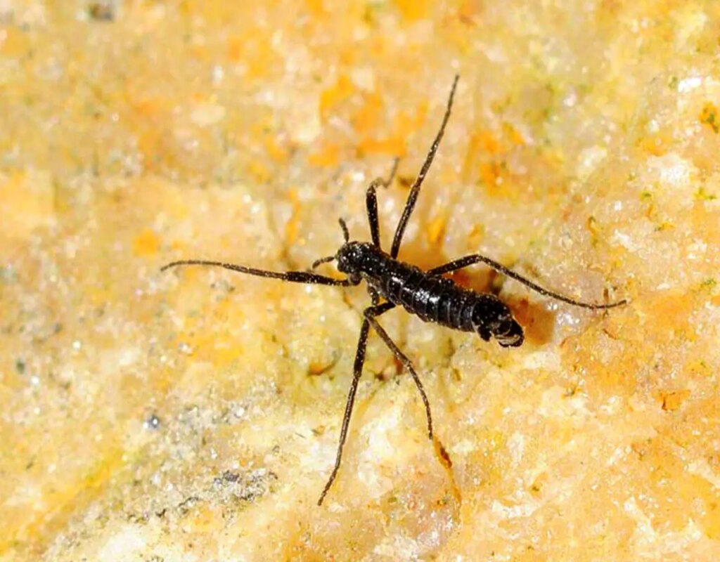 تنها مگس قطب جنوب پلاستیک می‌خورد!