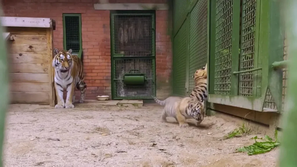 تولد دو توله ببر نادر آمور