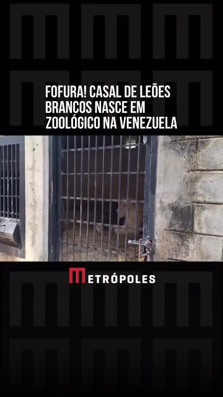 تولد دو توله شیر سفید کمیاب در باغ‌وحش ونزوئلا