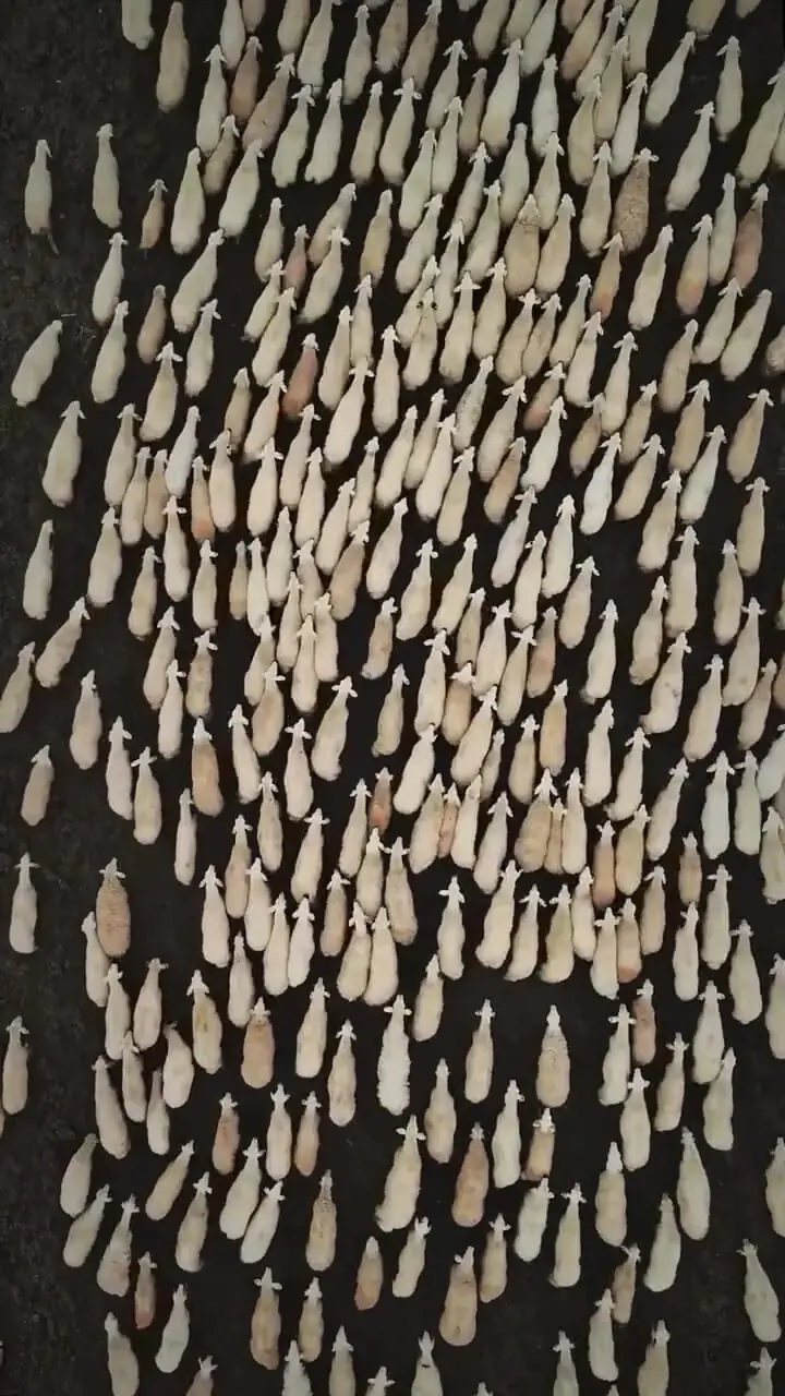 حرکت مسحورکننده گله‌ گوسفندان در قونیه