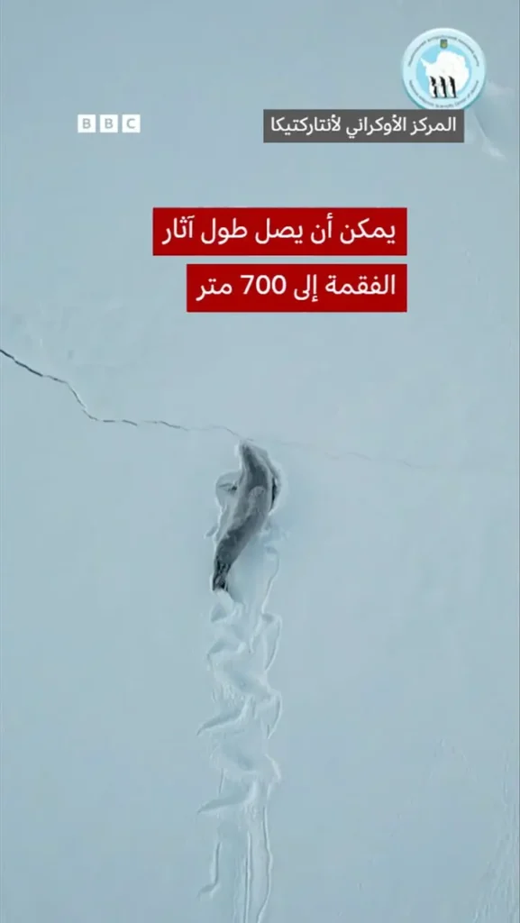 رد چشمگیر عبور فوک روی برف در قطب جنوب