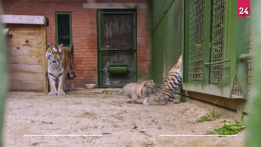 رونمایی از توله‌های نادر ببر آمور در باغ‌وحش مسکو