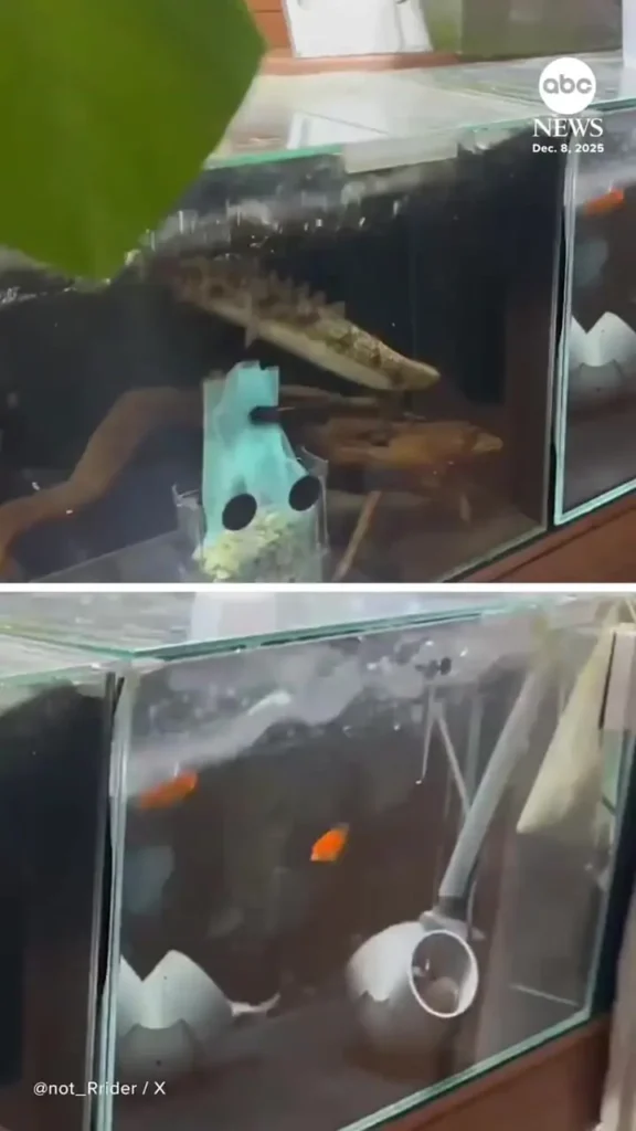 زلزله قدرتمند در ژاپن؛ آکواریوم‌ها به لرزه افتاد