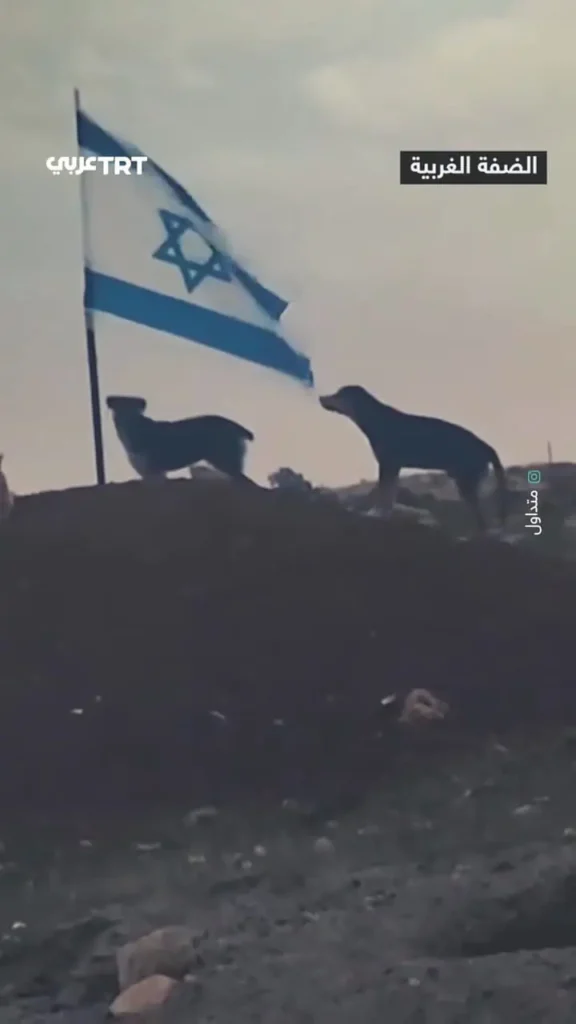 سگ ولگرد پرچم اسرائیل را پاره کرد