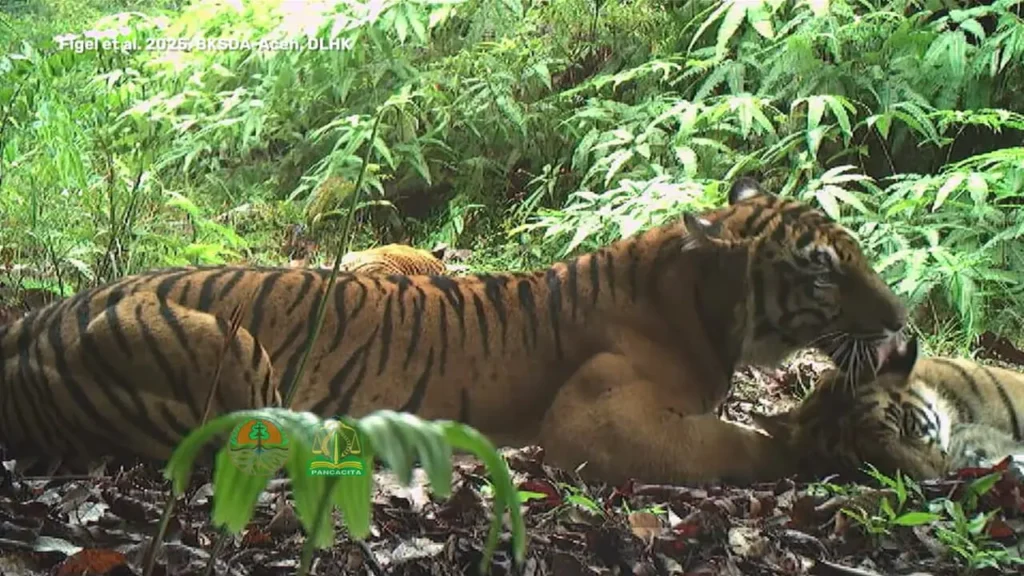 شکار لحظات نادر از زندگی ببرهای سوماترایی توسط دوربین‌های تله‌ای