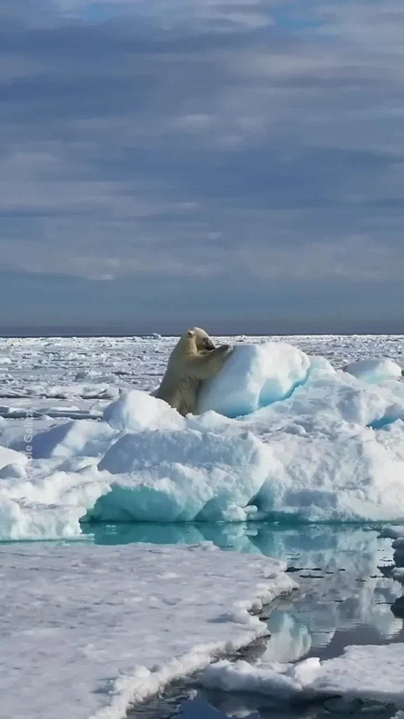 لذت بردن خرس قطبی از سر خوردن روی برف