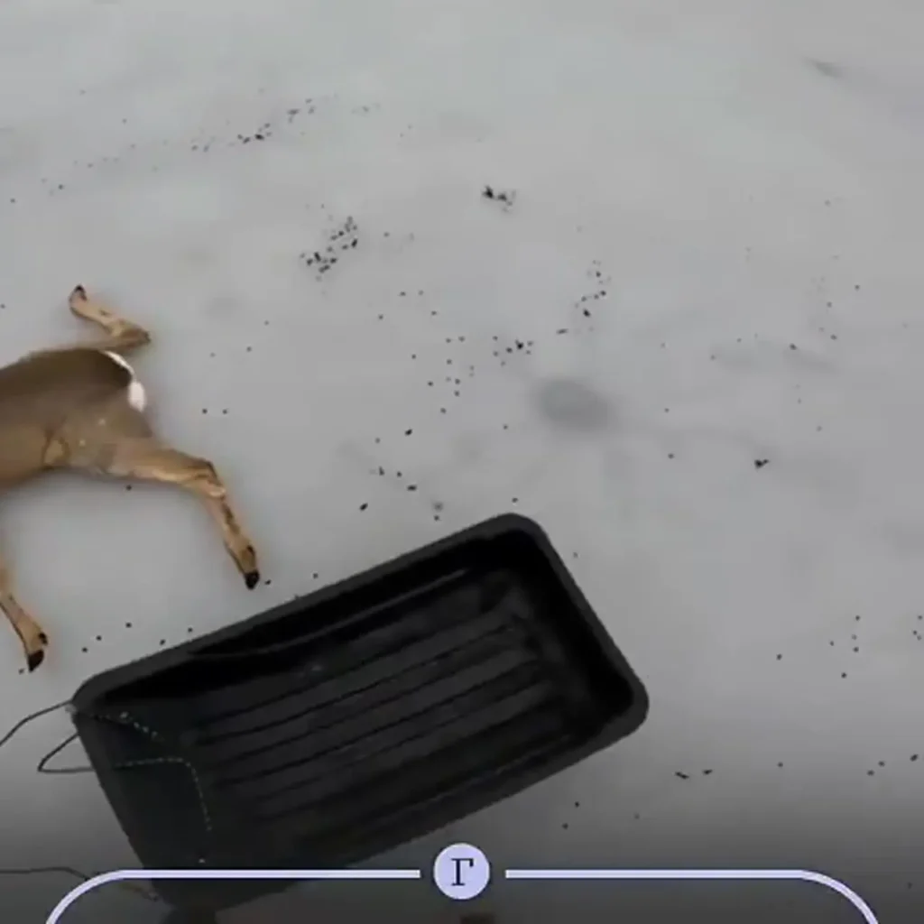 نجات ده‌ها آهو از دریاچه یخ‌زده در سیبری