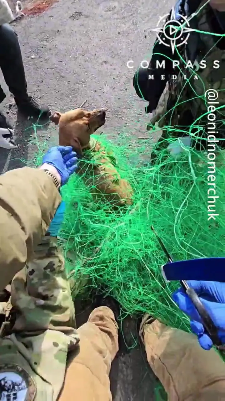 نجات یک سگ گرفتار در تورهای ضدپهپاد