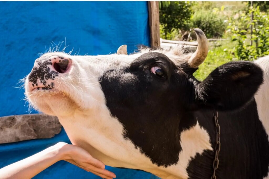 واکسن برای تب برفکی/ آنفلوآنزای پرندگان به ایران رسیده؟