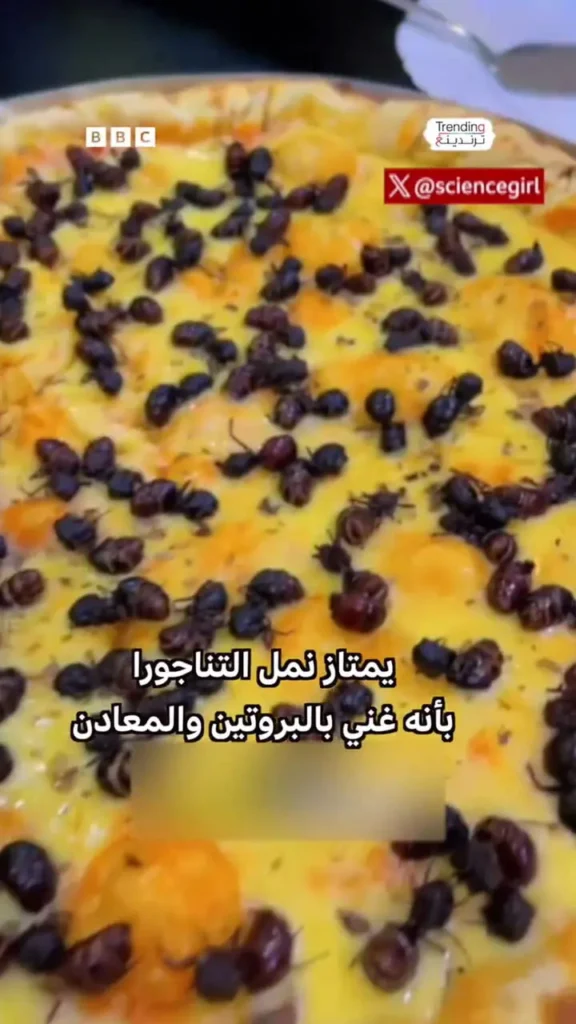 پیتزای مورچه؛ غذایی سرشار از پروتئین