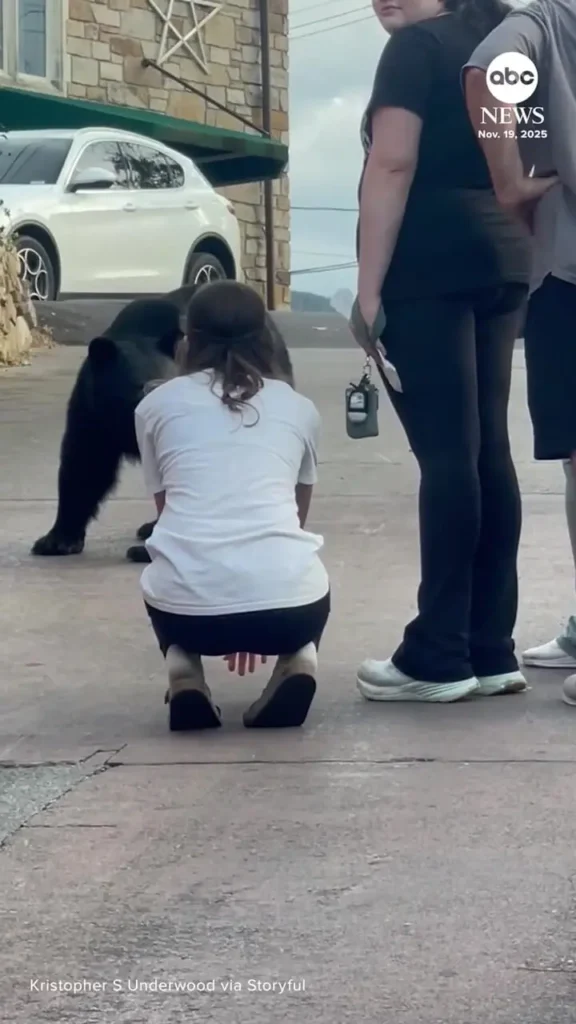 کار خطرناک یک زن برای غذا دادن و نوازش خرس در خیابان!